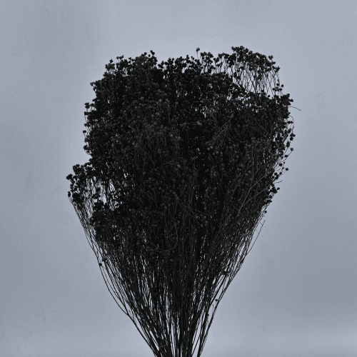 Genêt séché noir, Fleur séchée de 50 cm de long
