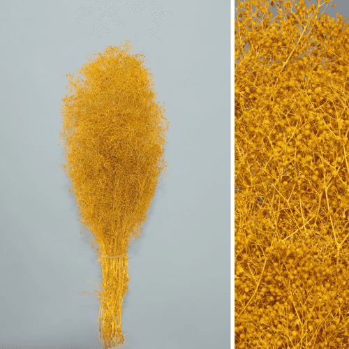 Gypsophila preservada ocre