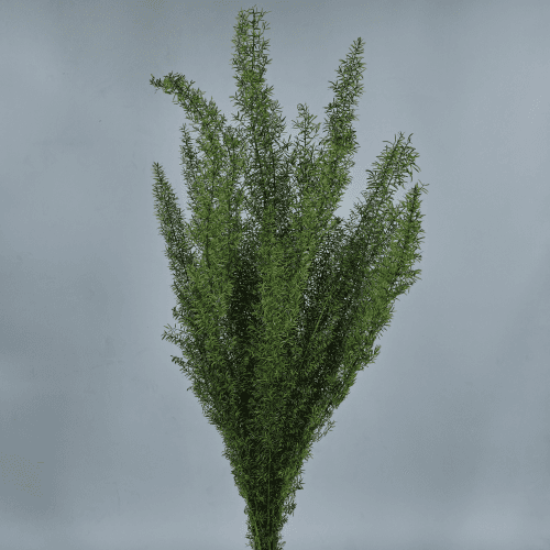 Esparrago Foxtail Konserbatu Berdea