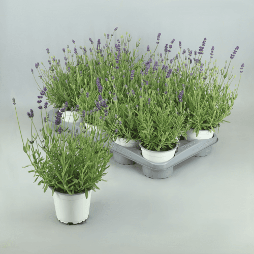 Lavanda