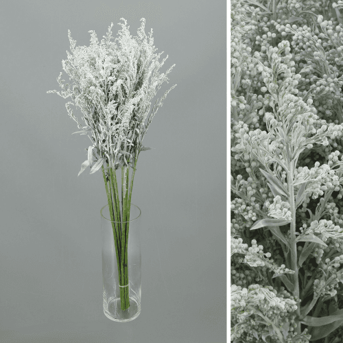 Solidago Tara White, Blanco, 1 tallos, 60cm