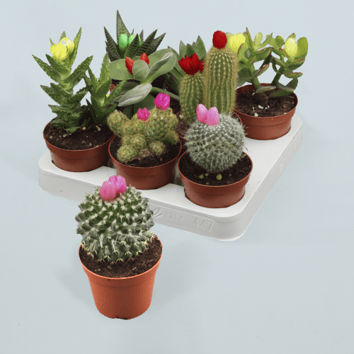 Cactus Mix 508 Flor