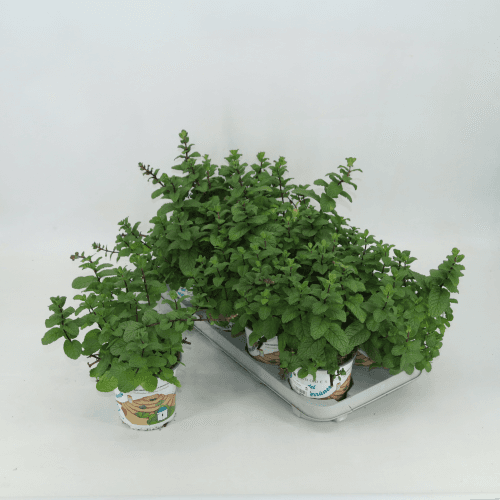 Menta Mix MenthaxPiperita Morocco