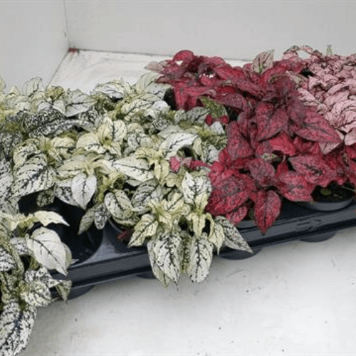 Hypoestes Mix