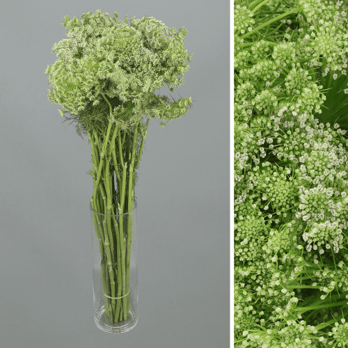 Ammi Visnaga