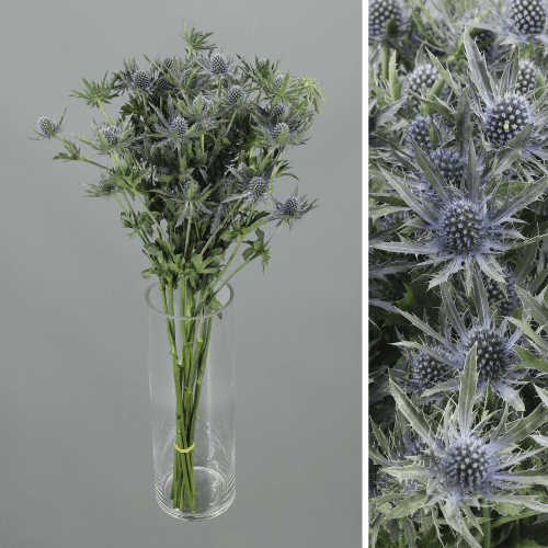 · Eryngium Orion, Azul