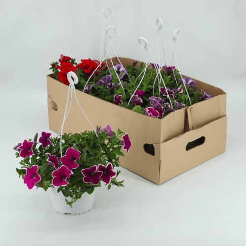 Petunia Surfinia