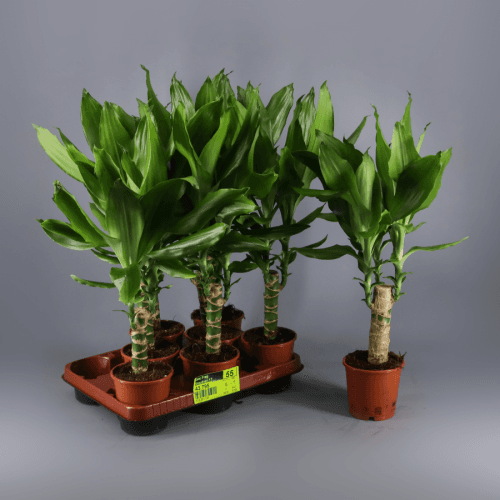 Dracaena Fragrans Steudneri