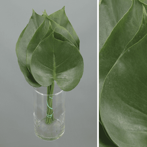 Monstera V, Verde, 1 tallos, 35cm