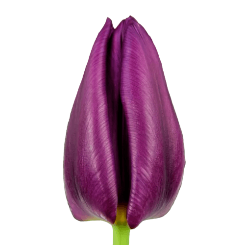 Boîte de 50 Tulipes Violettes Purple Valley, Fleur fraîche de 44 cm de long, bouquet de 50 tiges