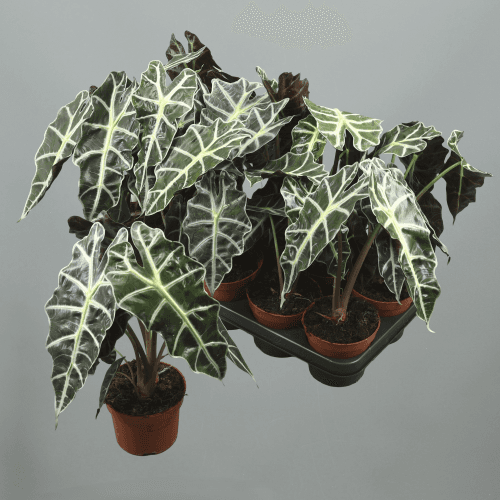 Alocasia Polly, Verde