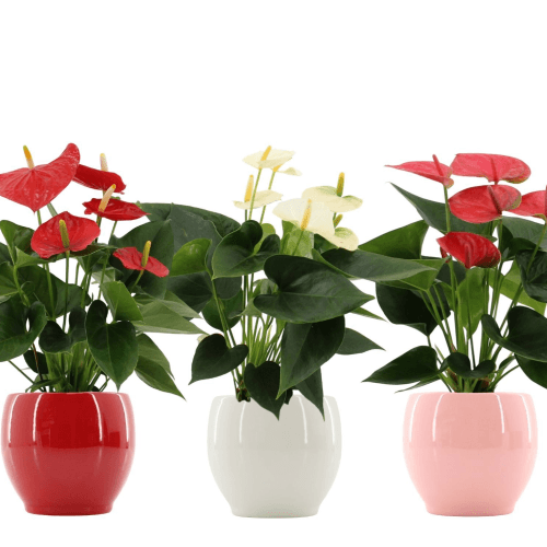 Anthurium (flor de flamenco) Mix 3 colores en cerámica, Planta de 40 cm de alto