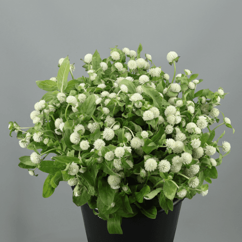 Gomphrena Blanca