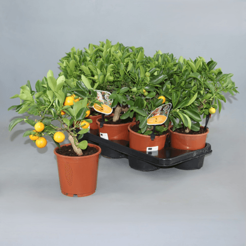 Calamondin Citrofortunella (Laranjeira-Anã) em Vaso, Planta de 35 cm de altura, conjunto de 6 unidades