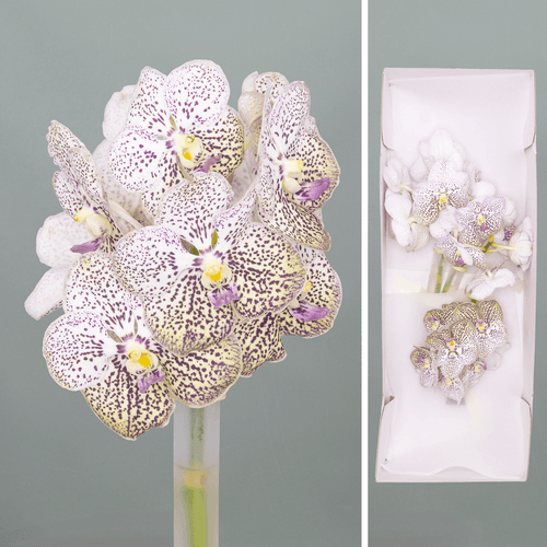 Orquídea Vanda Purple Confetti, Flor fresca