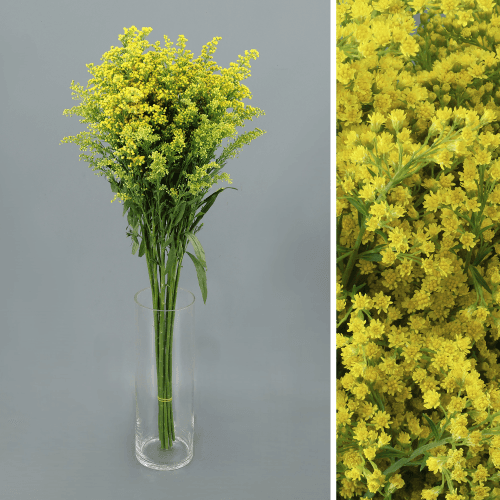Solidago Tara, Amarillo, 1 tallos, 70cm
