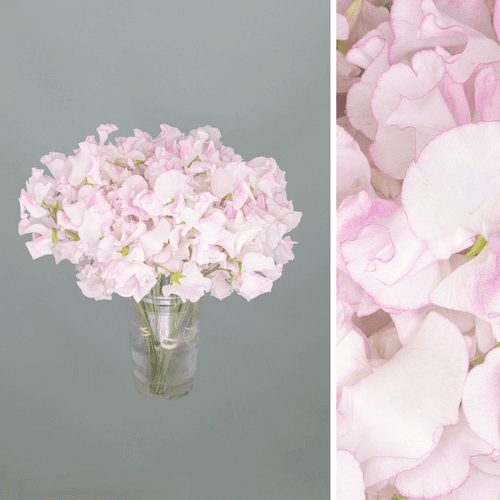 Caixa de 60 Chicharos de Olor White Wedding (Lathyrus)