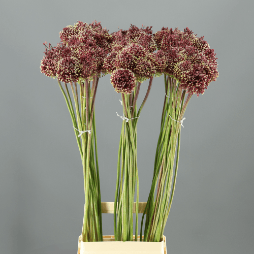 Ramo de 10 Alliums Purpura Red Mohican