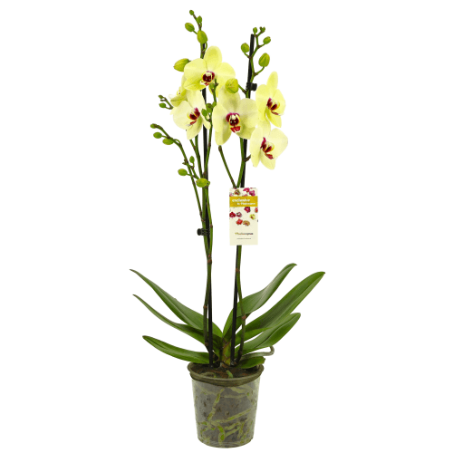 Orquídea Phalaenopsis Sand Piper Amarilla de 2 Varas, Planta de 60 cm de alto