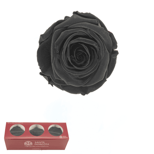 Rose éternelle Carbon Black, Fleur stabilisée de 2,3-5 cm de long