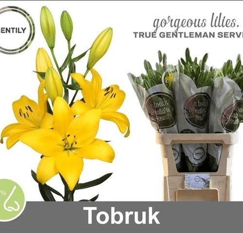 Lilium asiático amarillo Tobruk, Flor fresca de 90 cm de largo, ramo de 3 tallos