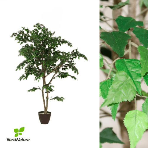 Y Árbol Abedul Especial Verdnatura Premium, Verde