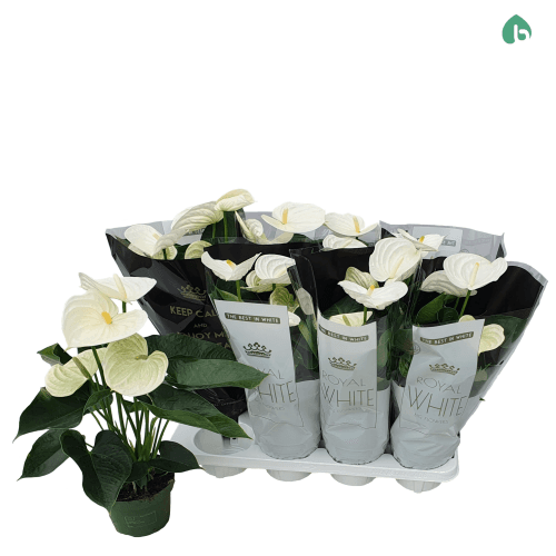 Anthurium Alpine Blanco, Planta de 50 cm de alto, pack de 8 uds