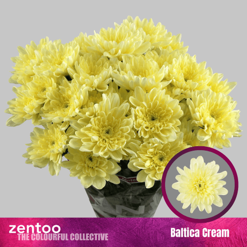 Crisantemo Baltica Cream