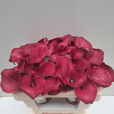 Ramo de 10 Calas Burdeos Bordeaux, Flor fresca de 50 cm de largo, 10 tallos