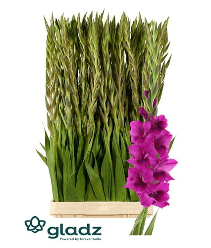 Gladiolo púrpura Mystic Magenta