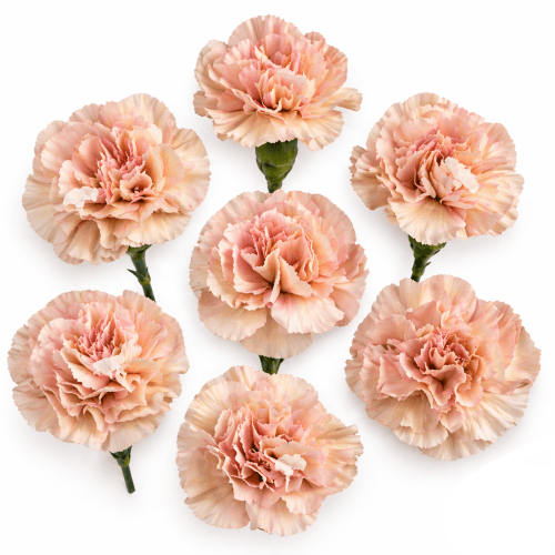 Œillet mini crème et rose Brown Sugar, Fleur fraîche de 70 cm de long, bouquet de 40 tiges