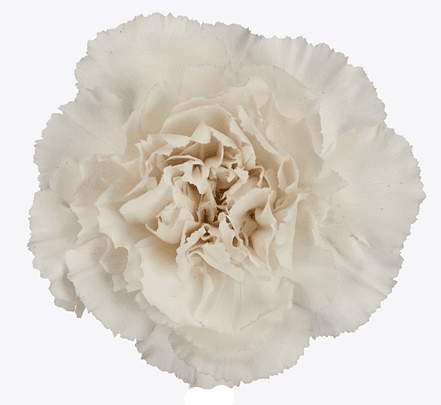 Clavell blanc i rosa Mudah, Flor fresca de 60 cm de llarg, ram de 40 tiges