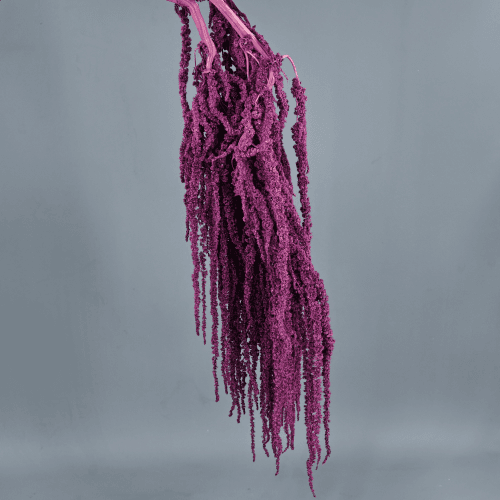 Amaranto preservado violeta