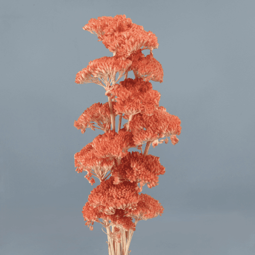 Achillea Salmón, Rosa