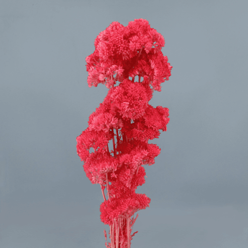 Achillea Fucsia, Fucsia