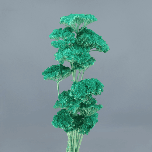 Achillea Celeste, Celeste