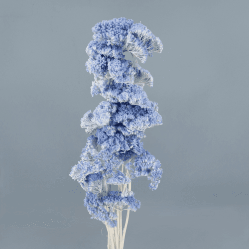 Achillea Azul Claro, Azul Claro