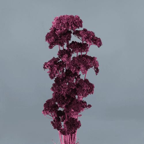 Achillea Morado, Morado