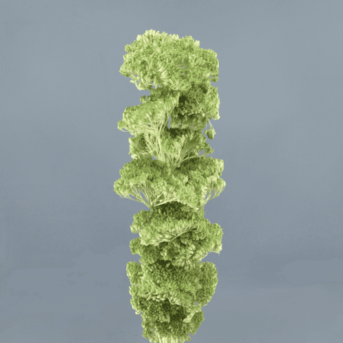 Achillée séchée vert menthe