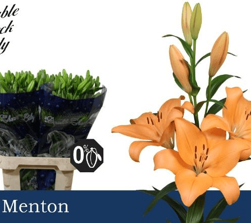 Lilium Asiatico Menton 5