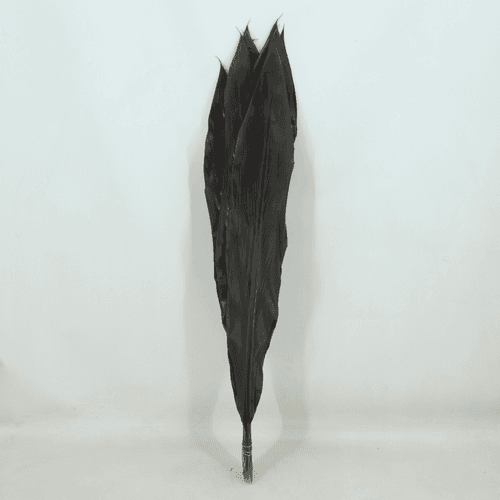 Cordyline Black Tie, Feuillage de 80 cm de long, en botte