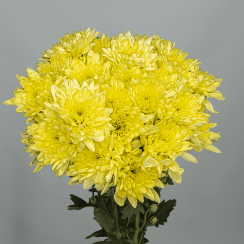 Crisantemo Baltica Cream 