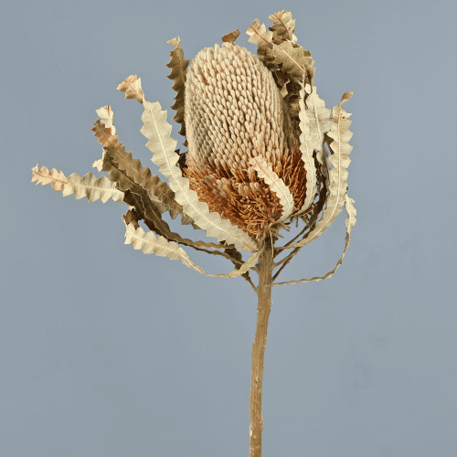 Banksia Prionotes Seca Natural