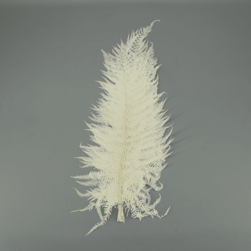 Helecho Sword preservado blanco