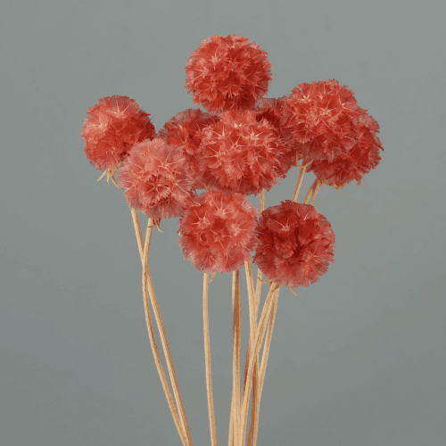 Scabiosa Preservada Fúcsia, Flor preservada de 30 cm de comprimento