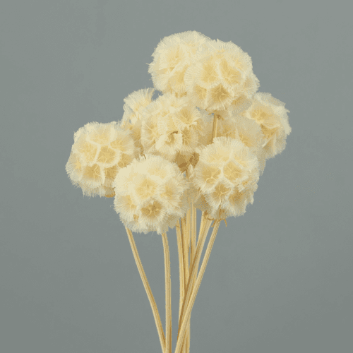 Scabiosa Preservada Blanca