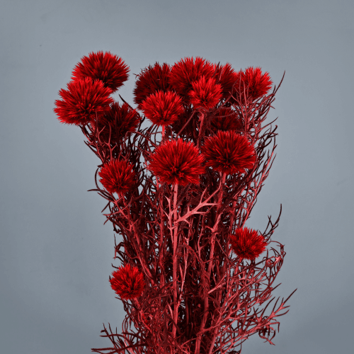 Echinops Preservado Vermelho