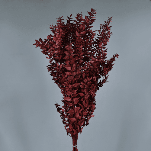 Fragon Stabilisé Grenat, Fleur stabilisée de 70-80 cm de long