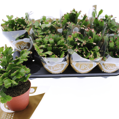 Schlumbergera Overig Mix
