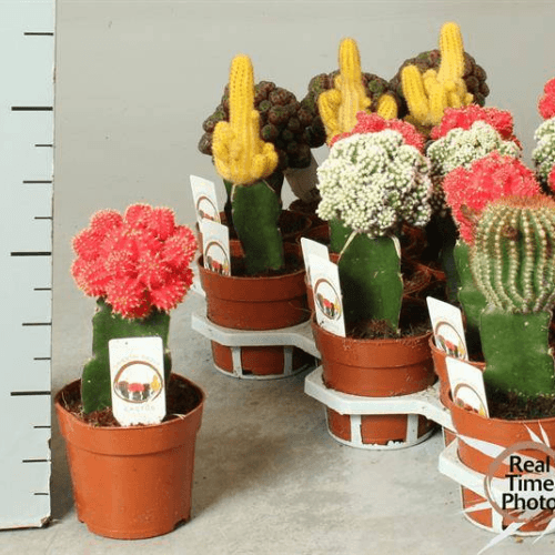 Cactus Gymnocalycium mix, Planta de 25 cm de alto, pack de 3 uds